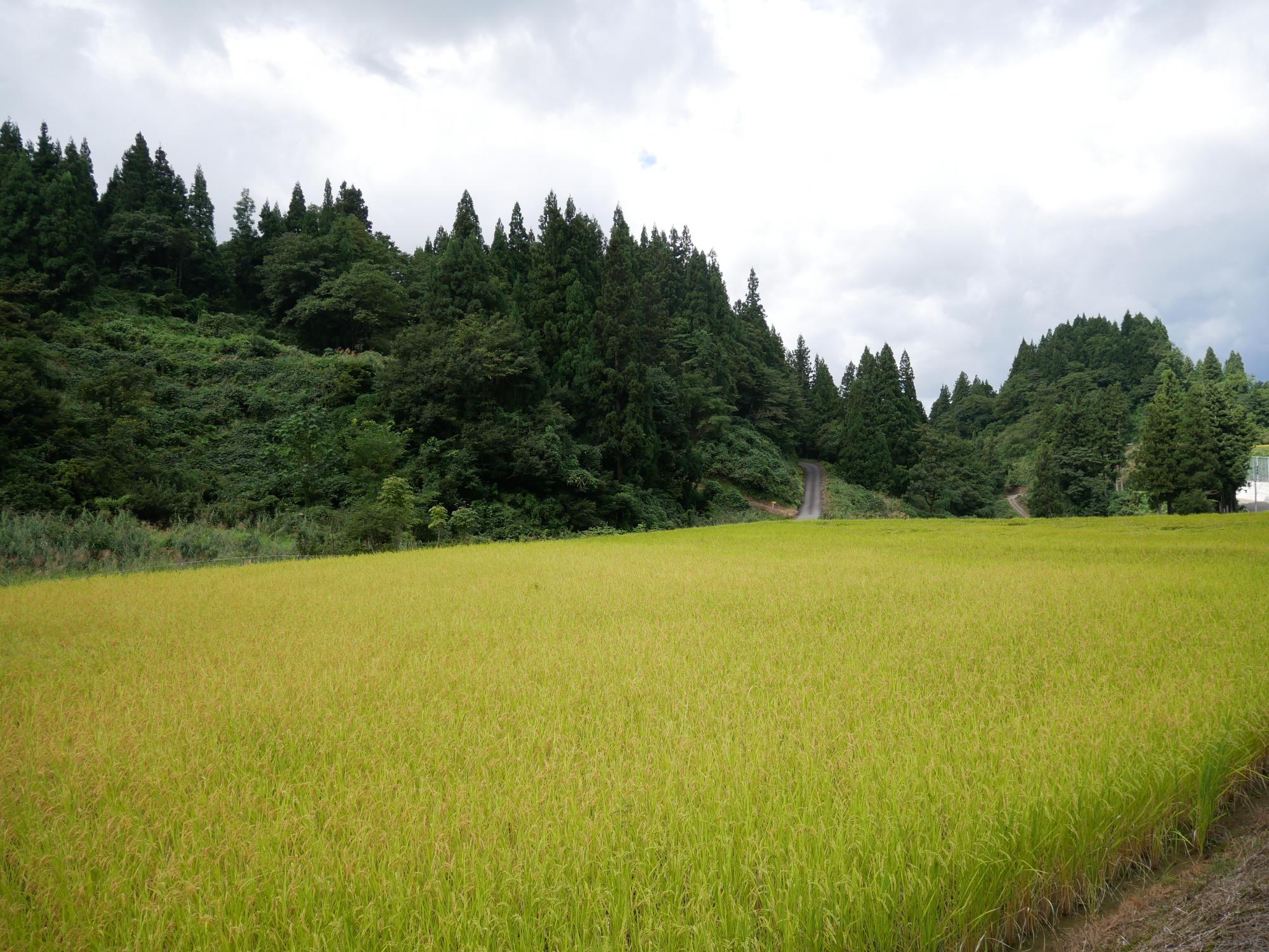 Harvesting Season for Sakamai